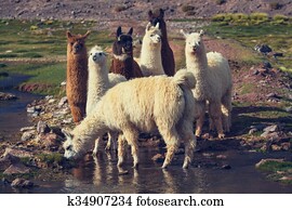 Llama Llama