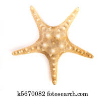 sea star