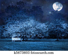 满月, 在中的夜晚, 公园