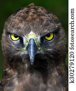 Close-up photo of a Martial Eagle.