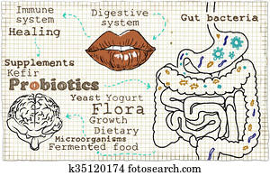 ilustração, aproximadamente, a, sistema digestivo