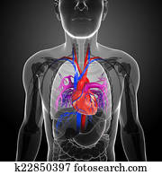 Male lungs anatomy Male lungs anatomy