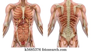 Male Torso with Muscles and Organs - Back View Stock Illustration k5682068