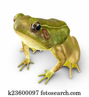 Rana frog Rana frog