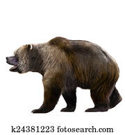 cave bear cave bear