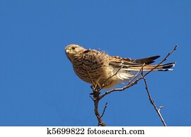 Common Kestrel, Falco tinnunculus