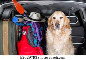 Golden Retriever Trip