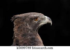Martial eagle portrait
