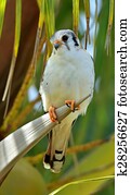 American Kestrel (Falco sparverius sparveroides) (Light Morph)