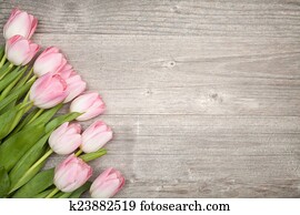 bouquet of tulips (border design) bouquet of tulips (border design)