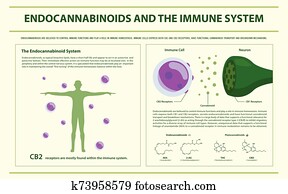 endocannabinoids, ו, ה, מערכת חיסון, אופקי, infographic
