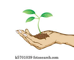 green plant growing in hand