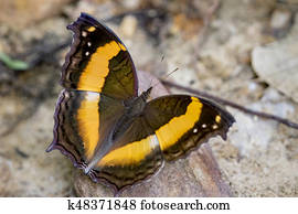 imagem, de, um, borboleta, ligado, natureza, experiência., inseto, animal, (Lurcher.,Yoma, sabina, vasuki, Doherty)