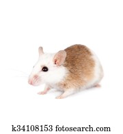 Natal multimammate mouse, mastomys natalensis, on white Natal multimammate mouse, mastomys natalensis, on white