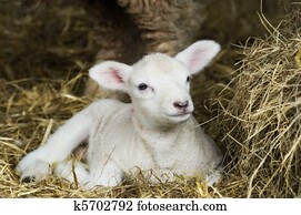 Spring Lamb Spring Lamb