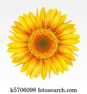 Sunflower Sunflower