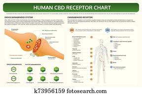 בן אנוש, cbd, רצפטור, שרטט, אופקי, ספר לימוד, infographic