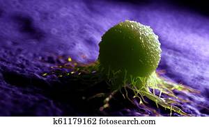 a cancer cell a cancer cell