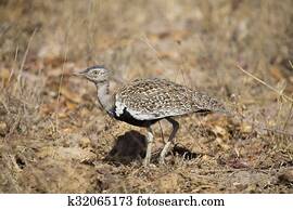 A red crested korhaan walking camouflaged among dry grasses