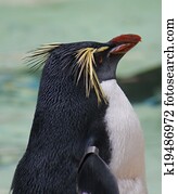 Northern Rockhopper Penguin - Eudyptes moseleyi