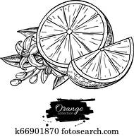 Orange vector drawing. Summer fruit engraved illustration. Isolated hand drawn orange Orange vector drawing. Summer fruit engraved illustration. Isolated hand drawn orange
