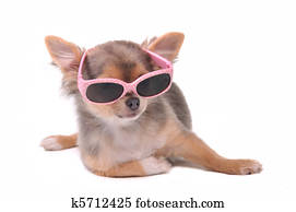 Smart dog. Chihuahua Puppy Wearing Pink Sun Glasses Isolated
