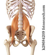 The psoas muscles The psoas muscles