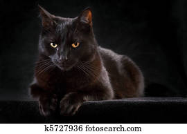 black cat black cat