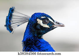 Peacock head portrait Peacock head portrait
