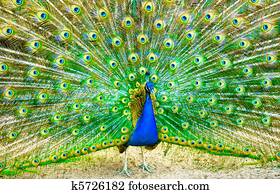 Peacock Peacock