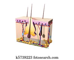 acne illustration acne illustration