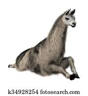 Llama or Lama on White Llama or Lama on White