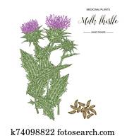 Milk thistle plant hand drawn. Thistle flowers and seeds isolated on white background. Medicinal gerbs collection. Vector illustration botanical. Milk thistle plant hand drawn. Thistle flowers and seeds isolated on white background. Medicinal gerbs collection. Vector illustration botanical.
