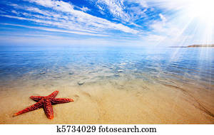 starfish, paraisos