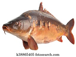 鏡 鯉 画像 771 鏡 鯉 ストックフォト Fotosearch