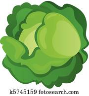 Cabbage Cabbage