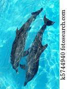 dolphins couple top high angle view turquoise water
