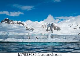 Gentoo penguins on iceberg Antarctica