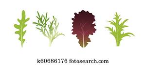 Mix of salad leaves. Arugula, spinach and lettuce leaf. Vector illustration set in flat style Mix of salad leaves. Arugula, spinach and lettuce leaf. Vector illustration set in flat style