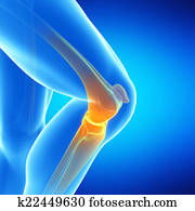 the knee joint the knee joint