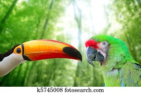 Toco toucan and Military Macaw Green parrot