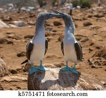 azul-blue-footed, boobies