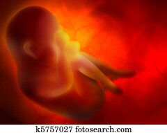 embryo embryo