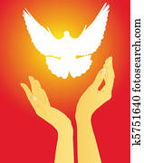 hands releasing a white dove hands releasing a white dove