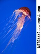 Jellyfish Jellyfish