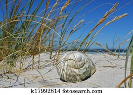 Sea shell