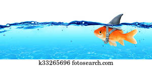 Small Fish With Ambitions Small Fish With Ambitions