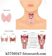 Thyroid gland Thyroid gland