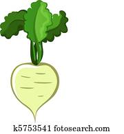 Turnip Turnip