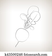 アイコン ラディッシュ 野菜 で 葉 イラスト K37616006 Fotosearch